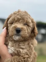 “Daisy” Girl, a female Poodle - Toy  for sale in Inman, SC – Photo 1 of 9
