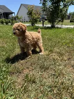 “Daisy” Girl, a female Poodle - Toy  for sale in Inman, SC – Photo 2 of 7