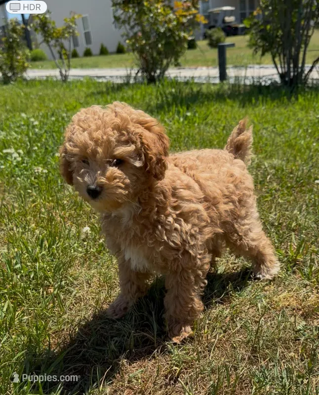 “Daisy” Girl – Poodle - Toy  puppy for sale in Inman, SC