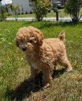 “Daisy” Girl, a female Poodle - Toy  for sale in Inman, SC – Photo 1 of 7