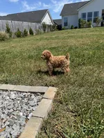 “Daisy” Girl, a female Poodle - Toy  for sale in Inman, SC – Photo 4 of 7