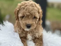 “Daisy” Girl, a female Poodle - Toy  for sale in Inman, SC – Photo 4 of 9