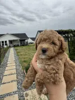 “Daisy” Girl, a female Poodle - Toy  for sale in Inman, SC – Photo 9 of 9