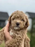 “Daisy” Girl, a female Poodle - Toy  for sale in Inman, SC – Photo 7 of 9