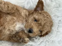 “Daisy” Girl, a female Poodle - Toy  for sale in Inman, SC – Photo 5 of 9