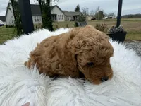 Max - Boy, a male Poodle - Toy  for sale in Inman, SC – Photo 6 of 7