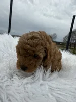 Max - Boy, a male Poodle - Toy  for sale in Inman, SC – Photo 2 of 7