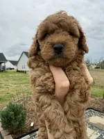 Max - Boy, a male Poodle - Toy  for sale in Inman, SC – Photo 7 of 7