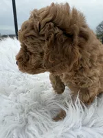 Max - Boy, a male Poodle - Toy  for sale in Inman, SC – Photo 5 of 7