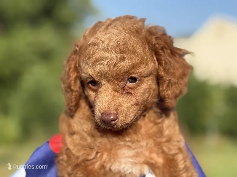 Toby – Poodle - Toy  puppy for sale in Inman, SC