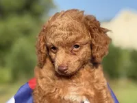 Toby, a male Poodle - Toy  for sale in Inman, SC – 1 of 4