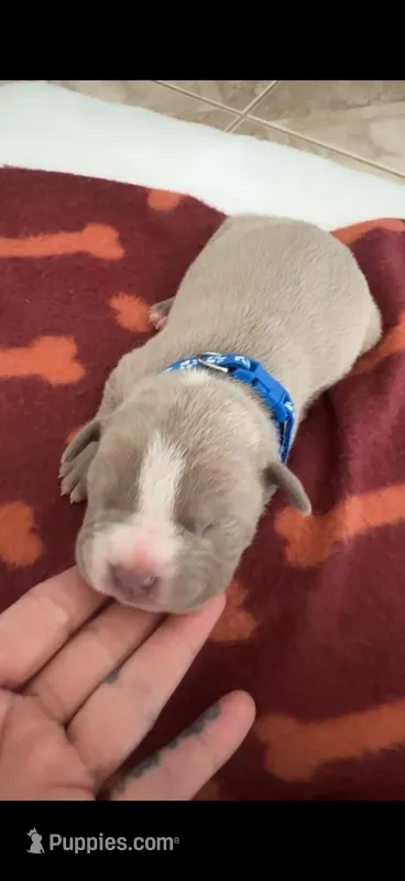 Blue collar – American Bully puppy for sale in Fontana, CA