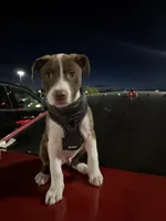 Oso, a male American Pit Bull Terrier for sale in Lehi, UT – Photo 2 of 3