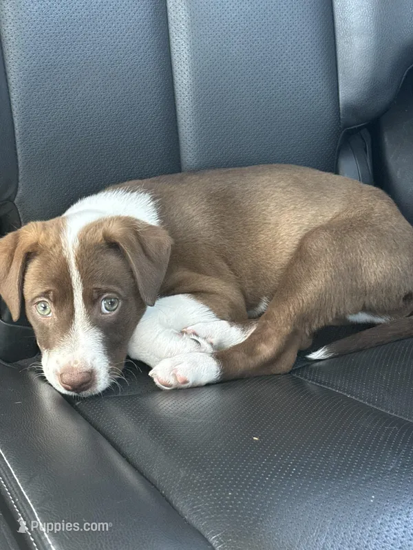 Oso – American Pit Bull Terrier puppy for sale in Lehi, UT