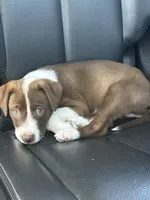 Oso, a male American Pit Bull Terrier for sale in Lehi, UT – Photo 1 of 3