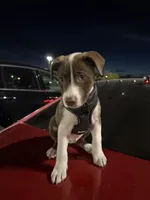 Oso, a male American Pit Bull Terrier for sale in Lehi, UT – Photo 3 of 3