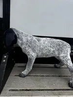 Shadow , a female Australian Cattle Dog and German Shorthaired Pointer for sale in Comfort, TX – Photo 3 of 3