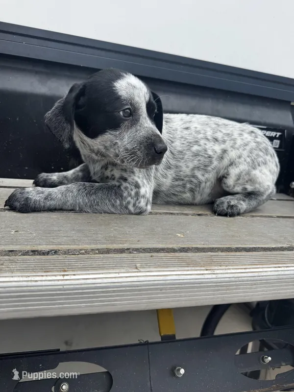 Shadow  – Australian Cattle Dog, German Shorthaired Pointer puppy for sale in Comfort, TX