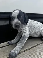Shadow , a female Australian Cattle Dog and German Shorthaired Pointer for sale in Comfort, TX – Photo 2 of 3