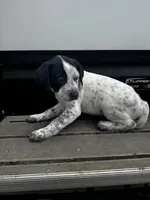 Snow , a male Australian Cattle Dog and German Shorthaired Pointer for sale in Comfort, TX – Photo 3 of 4