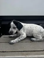 Snow , a male Australian Cattle Dog and German Shorthaired Pointer for sale in Comfort, TX – Photo 4 of 4