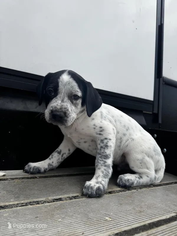 Snow  – Australian Cattle Dog, German Shorthaired Pointer puppy for sale in Comfort, TX