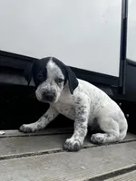 Snow , a male Australian Cattle Dog and German Shorthaired Pointer for sale in Comfort, TX – Photo 2 of 4