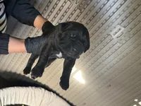 Cane corso puppy , a male Cane Corso for sale in Whittier, CA – 2 of 3