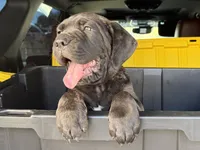 Cane corso puppy , a female Cane Corso for sale in Whittier, CA – 2 of 5