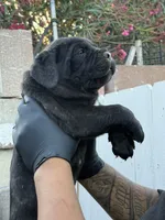 Cane corso puppy , a female Cane Corso for sale in Whittier, CA – 4 of 5