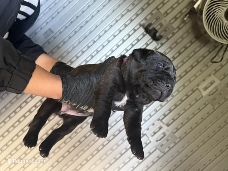 Cane corso puppy  – Cane Corso puppy for sale in Whittier, CA