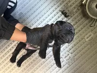 Cane corso puppy , a male Cane Corso for sale in Whittier, CA – 1 of 3