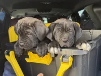 Cane corso puppy , a female Cane Corso for sale in Whittier, CA – 1 of 5