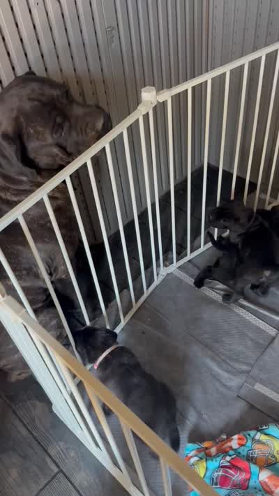 Cane corso puppy , a female Cane Corso for sale in Whittier, CA – 5 of 5