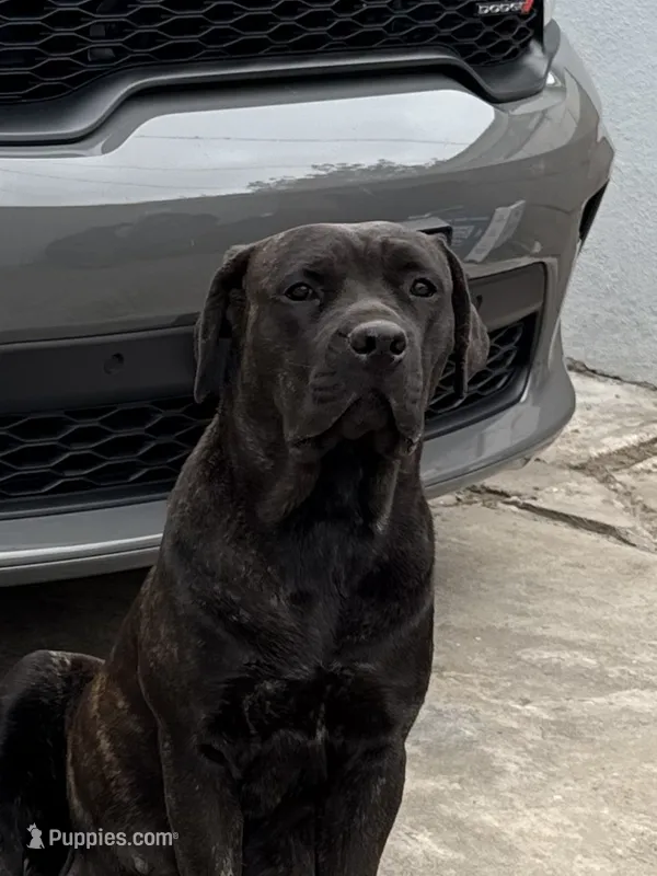 Luna – Cane Corso puppy for sale in Whittier, CA