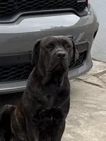 Luna, a female Cane Corso for sale in Whittier, CA – 1 of 2