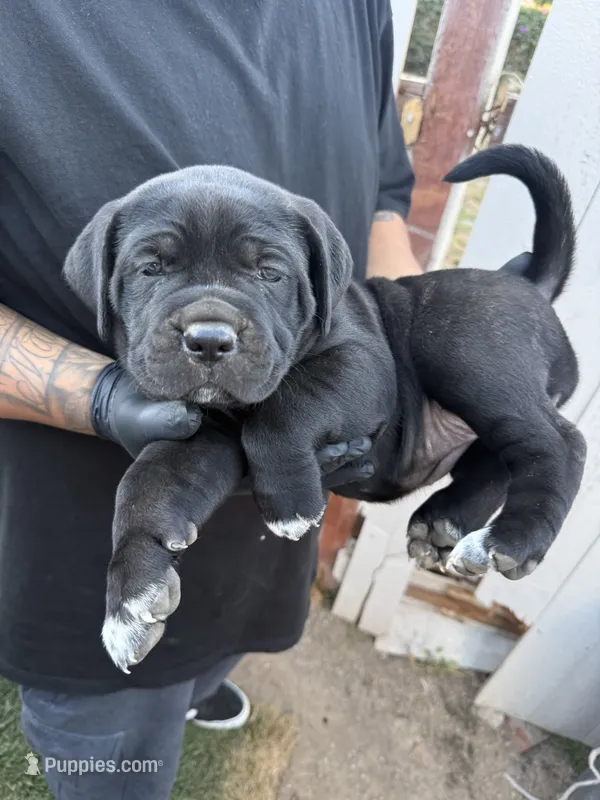 Cane corso puppy  – Cane Corso puppy for sale in Whittier, CA