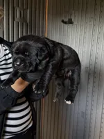 Cane corso puppy , a male Cane Corso for sale in Whittier, CA – 3 of 3