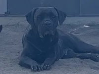 Luna, a female Cane Corso for sale in Whittier, CA – 2 of 2