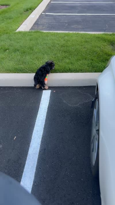 Happiness , a female Yorkipoo for sale in Amityville, NY – 6 of 6