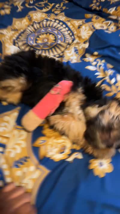 Happiness , a female Yorkipoo for sale in Amityville, NY – 5 of 6