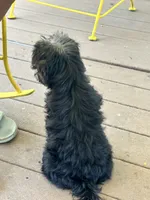 Happiness , a female Yorkipoo for sale in Amityville, NY – 2 of 6