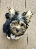 Happiness , a female Yorkipoo for sale in Amityville, NY – 4 of 6