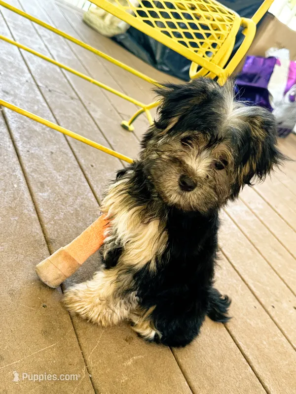 Happiness  – Yorkipoo puppy for sale in Amityville, NY