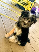 Happiness , a female Yorkipoo for sale in Amityville, NY – 1 of 6