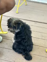 Happiness , a female Yorkipoo for sale in Amityville, NY – 3 of 6