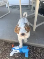 Max, a male Goldendoodle for sale in Mesa, AZ – Photo 2 of 2