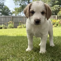Bella, a female Goldendoodle for sale in Mesa, AZ – Photo 1 of 3