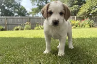 Bella, a female Goldendoodle for sale in Mesa, AZ – Photo 1 of 3