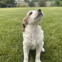Bella, a female Goldendoodle for sale in Mesa, AZ – Photo 2 of 3